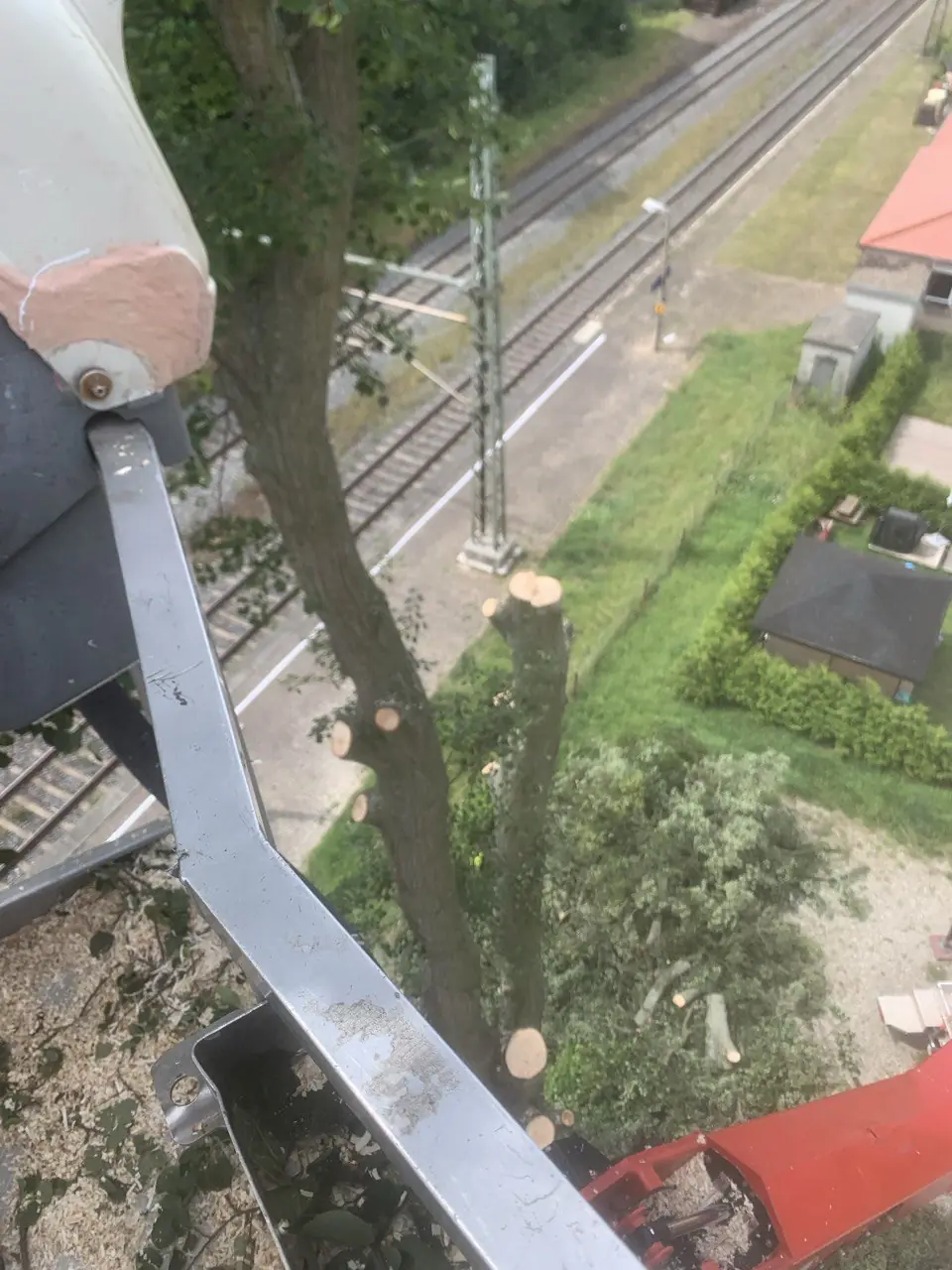 Blick aus dem Korb der Hebebühne in eine Baumkrone
