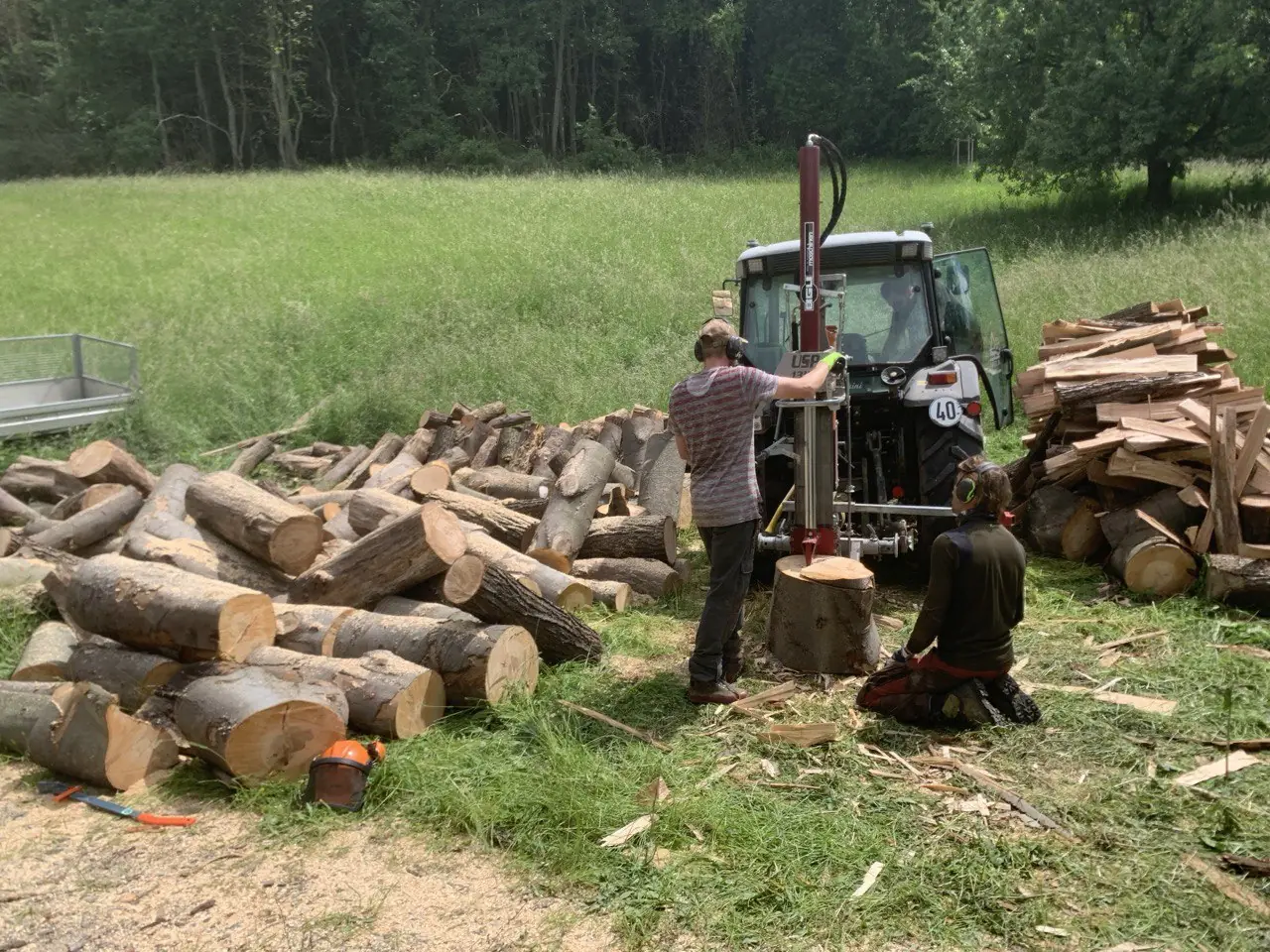 Zersägtes Stammholz auf einer Wiese