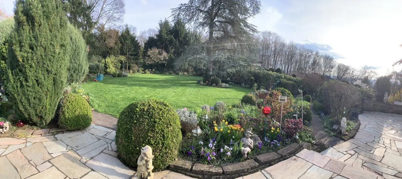 Gepflegter Garten mit Formgehölzen und Rasen