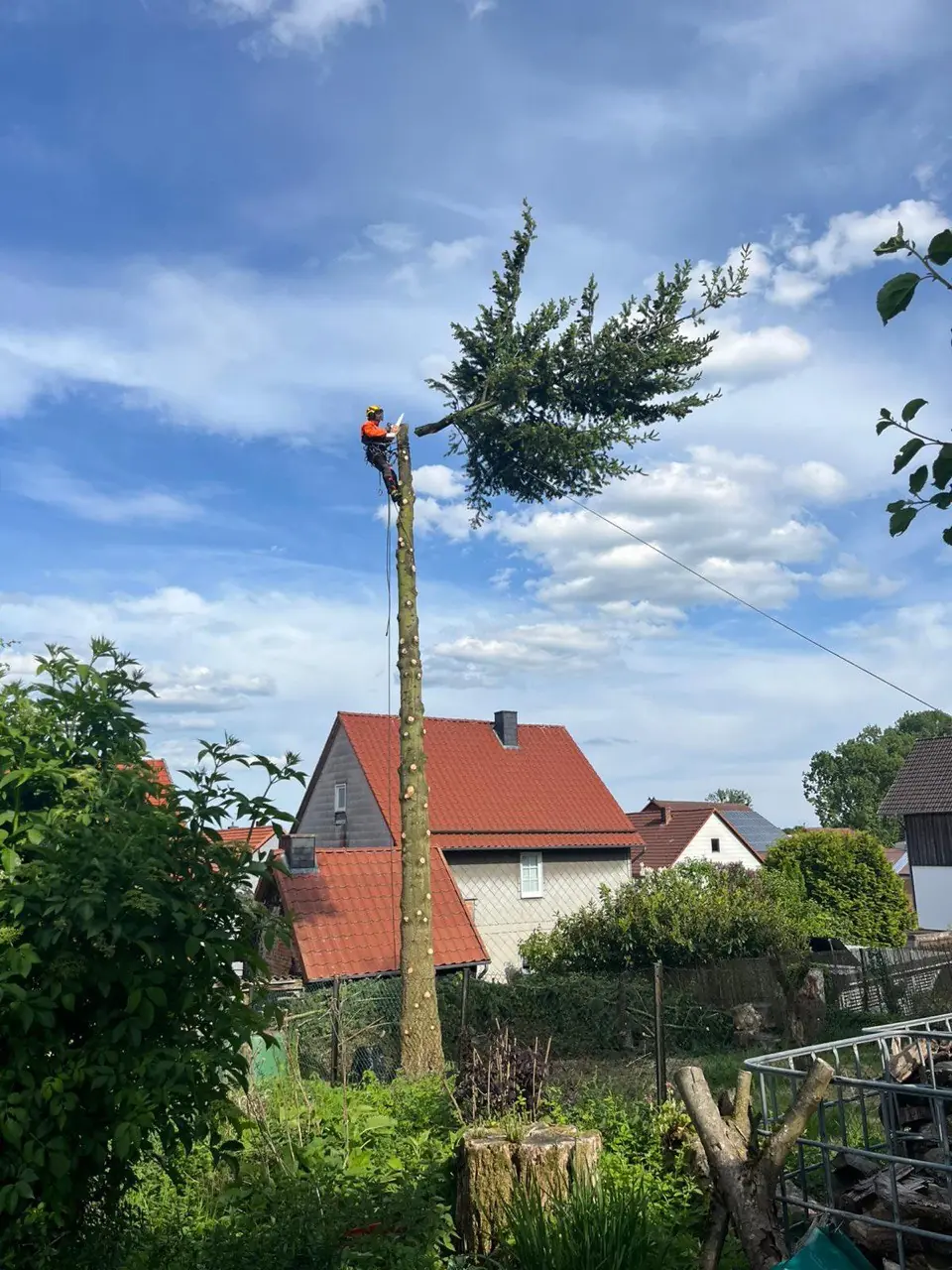 Gekappter Baum hinter einem Einfamilienhaus