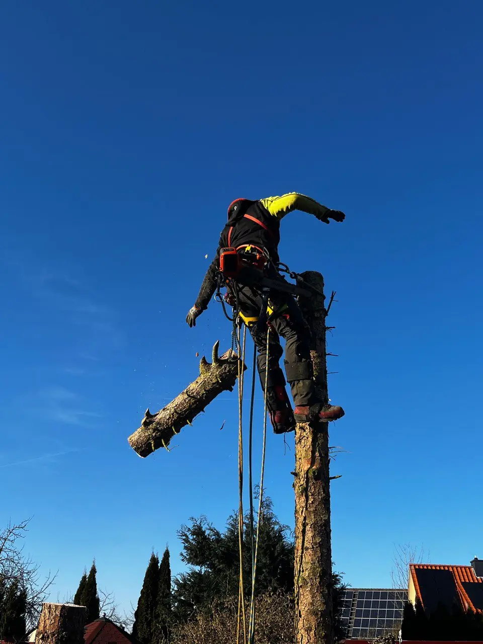 Baumkletterer sägt einen Stammabschnitt in großer Höhe