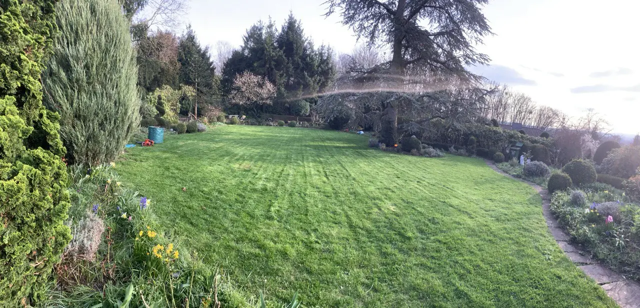 Frisch angelegter Rasen im Garten