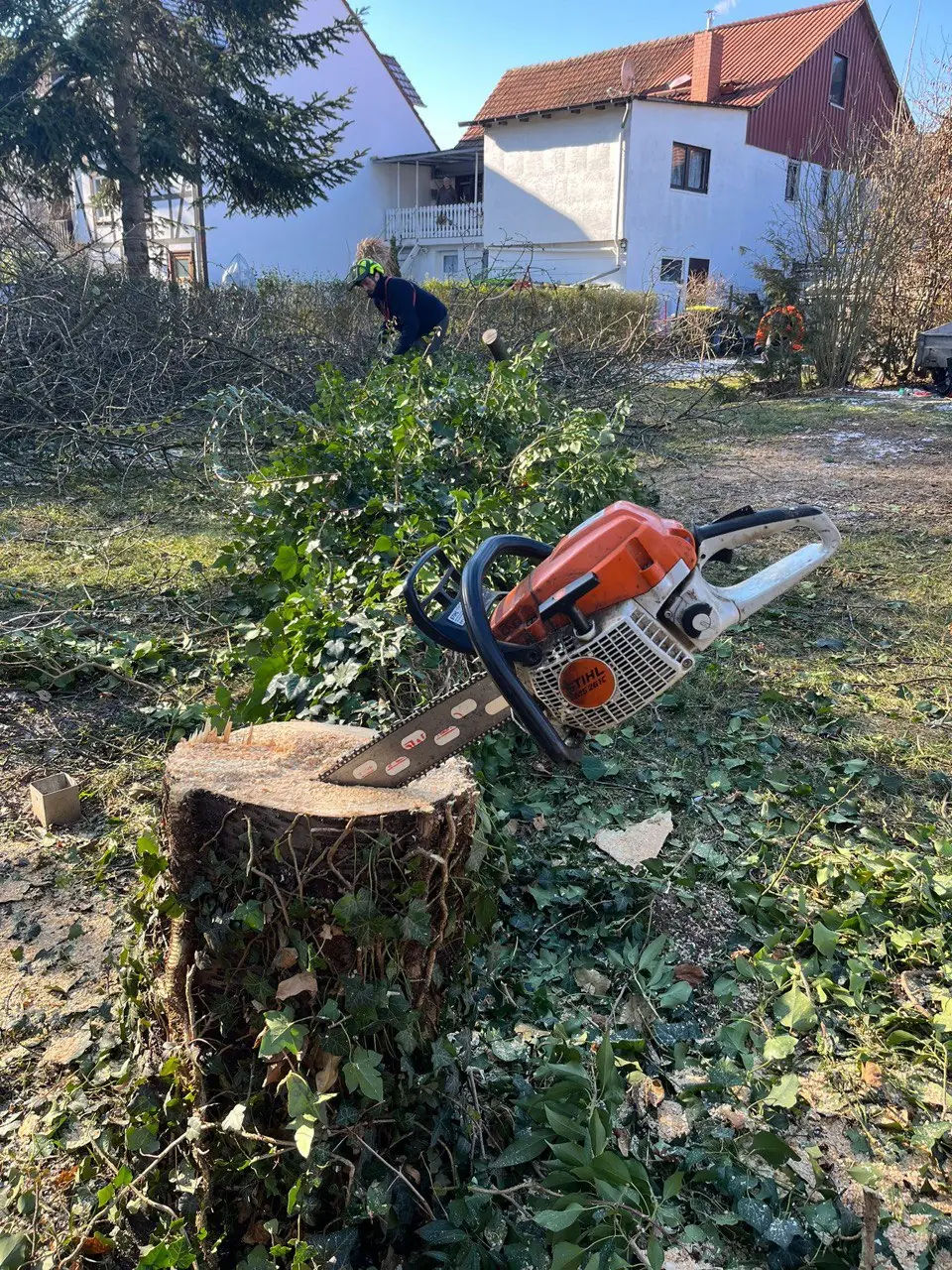Baumstumpf in einem Garten, daneben eine Motorsäge